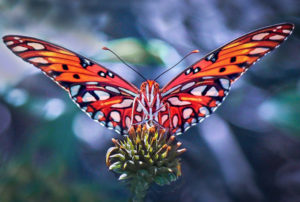 Butterfly Larry Singer Nature Photographs