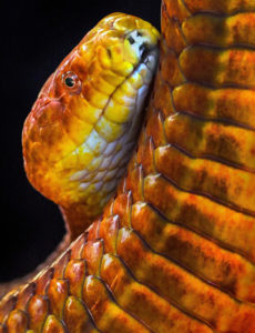 Snake Larry Singer Nature Photographs