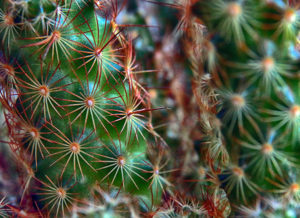 Cactus 10 Larry Singer Nature Photograph