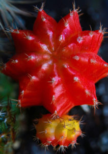 Cactus 14 Larry Singer Nature Photograph