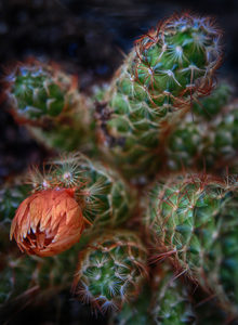 Cactus 17 Larry Singer Nature Photograph