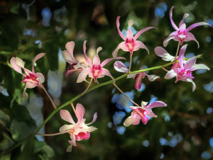 Cattleya Orchids Bonnet House Larry Singer Nature Photography