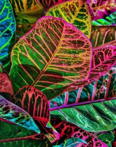 Colorful Crotons Bonnet House Larry Singer Nature Photography