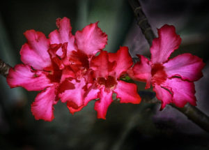Desert Rose Bonnet House Larry Singer Nature Photography