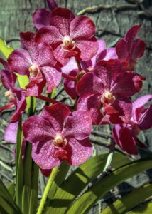 Orchids with Faces #2 Bonnet House Larry Singer Nature Photography