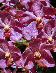 Orchids with Faces #3 Bonnet House Larry Singer Nature Photography