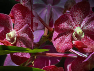 Orchids with Faces #4 Bonnet House Larry Singer Nature Photography