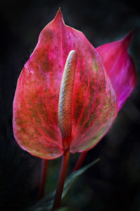 Sprenger’s Tulip #1 Bonnet House Larry Singer Nature Photography