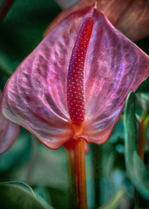Sprenger’s Tulip #2 Bonnet House Larry Singer Nature Photography